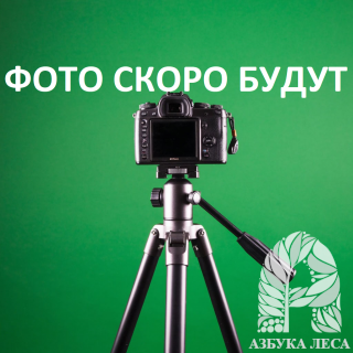 Вагонка термоосина "Э" 16х96х2400 (10 шт/уп)
